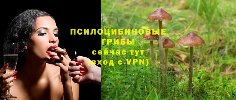 купить  сайты  Болотное  Псилоцибиновые грибы Psilocybe 